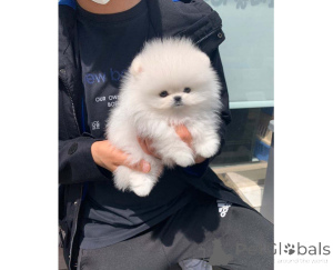 Фото №1. померанский шпиц - купить в Gdynia за договорная. Объявление №166644