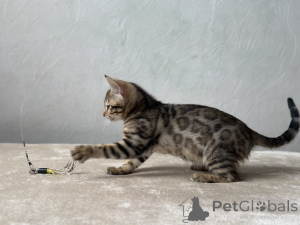 Фото №4. Продам бенгальскую в Марселе частное объявление, из питомника, заводчик - цена договорная