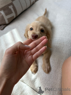 Фото №3. Щенки чистокровной таксы игривые, преданные и выращенные в семье.  Германия