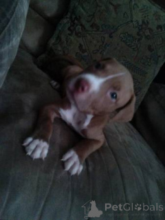 Фото №4. Продажа американского питбультерьера в Монако частное объявление - цена 52877₽