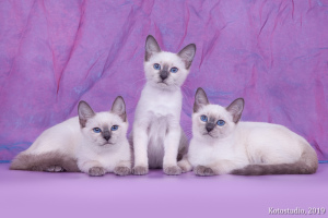 Фото №3. Тайские котята. Россия