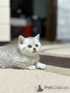 Фото №2 к объявлению №163066 о продаже шотландская (скоттиш страйт) - купить в Беларуси заводчик