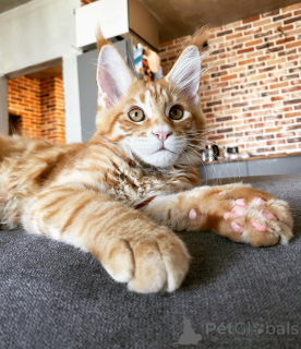 Фото №3. Элегантный Мэн Кун Котенок Маджестик и ласковый!. Германия