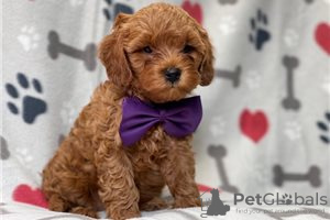 Фото №3. Beautiful Cavapoo Puppies For free adoption.  Германия