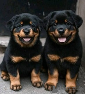 Фото №1. ротвейлер - купить в Болонья за договорная. Объявление №157926