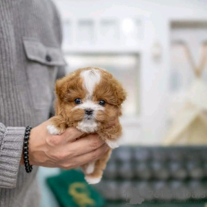 Фото №4. Продажа пуделя (той) в Чикаго из приюта - цена договорная