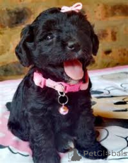 Фото №1. пудель (той) - купить в Милане за 64937₽. Объявление №165795