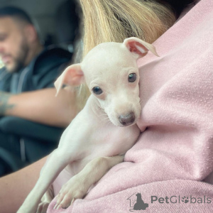 Фото №3. Cucciolo di Levriero Italiano Chic Grazioso, Affettuoso e pronto per una casa.  Германия