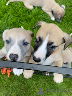 Фото №1. уиппет - купить в Мюнхене за договорная. Объявление №158215