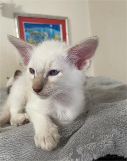 Фото №2 к объявлению №151543 о продаже балинезийская (балийская) - купить в Германии 