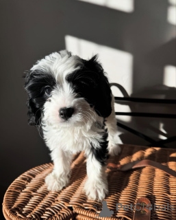 Фото №2 к объявлению №155452 о продаже кинг-чарльз-спаниеля - купить в Нидерландах частное объявление