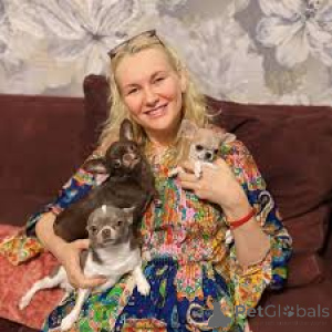 Фото №1. чихуахуа - купить в Лиссабон за 64937₽. Объявление №165951