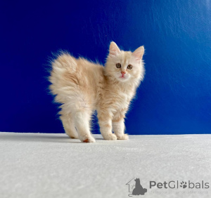 Фото №2 к объявлению №146013 о продаже курильский бобтейл - купить в Украине из питомника