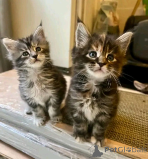 Фото №2 к объявлению №137121 о продаже мейн-кун - купить в Германии заводчик