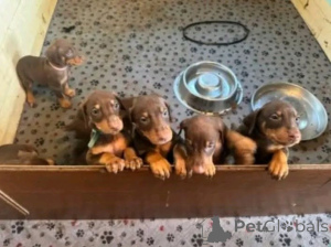 Фото №3. Dejlige Dobermann hvalpe søger et kærligt hjem for altid.  Дания