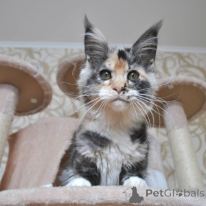 Фото №4. Продам мейн-куна в Франкфурт-на-Майне из питомника - цена 83490₽