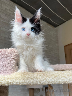 Фото №2 к объявлению №160718 о продаже мейн-кун - купить в Германии частное объявление