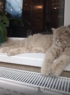 Фото №4. Продам персидскую в Тбилиси заводчик - цена 24641₽