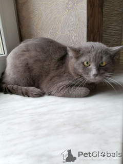 Фото №3. Красавец Тимоша ищет самую добрую маму на свете.. Беларусь