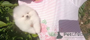 Фото №4. Продажа померанского шпица в Гамбург частное объявление - цена 37455₽