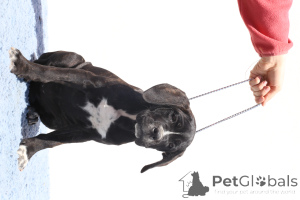 Фото №2 к объявлению №140503 о продаже кане-корсо - купить в Румынии заводчик