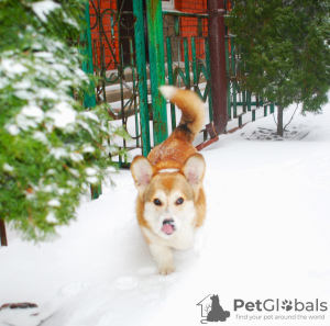 Фото №2 к объявлению №93091 о продаже вельш-корги - купить в Украине из питомника, заводчик