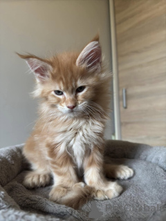 Фото №3. Gesunde Maine Coon Kätzchen Zu Verkaufen MIT Lieferservice. Германия