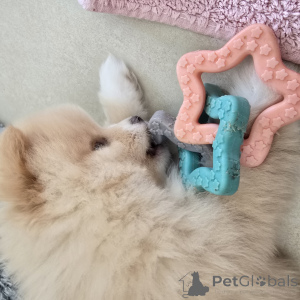 Фото №4. Продажа померанского шпица в Hannover заводчик - цена 185534₽