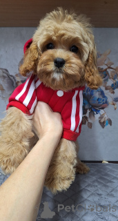 Фото №3. Кавапу щенки.  Беларусь