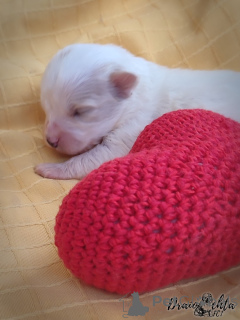 Фото №4. Продажа одиса в Częstochowa заводчик - цена 111320₽