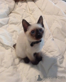 Фото №3. Майло, любопытный болтун с голубыми глазами.. Швеция