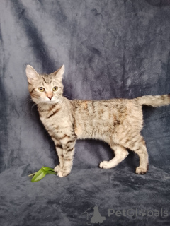 Фото №3. Котенок Машенька ищет дом!. Россия