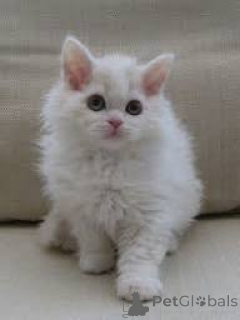 Фото №1. селкирк рекс короткошёрстный - купить в Брюсселе за 46384₽. Объявление №165840