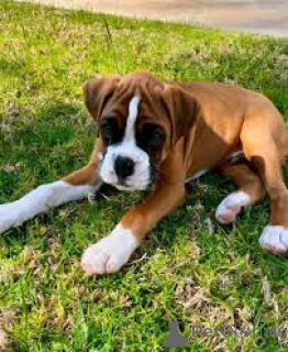 Фото №3. Купите Boxerpuppy.  Бельгия