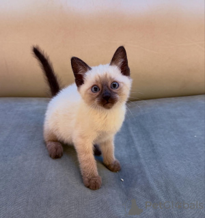 Фото №1.  - купить в Мюнхене за договорная. Объявление №167234