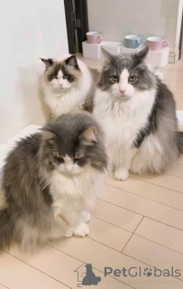 Фото №1. норвежская лесная - купить в Røros за 64937₽. Объявление №163021