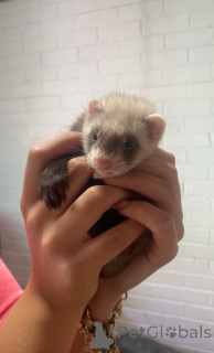 Фото №2 к объявлению №143772 о продаже  - купить в Австрии заводчик