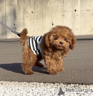 Фото №4. Продажа пуделя (той) в Берлине заводчик - цена договорная