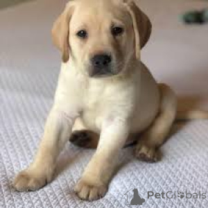 Фото №3. Чиотский лабрадор-ретривер в продаже.  Франция
