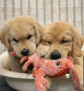 Фото №2 к объявлению №137790 о продаже золотистого ретривера - купить в Германии заводчик