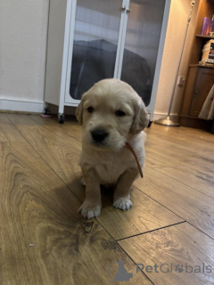 Фото №1. золотистый ретривер - купить в Антверпен за Бесплатно. Объявление №159238