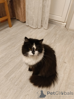 Фото №4. Продам  в Москова частное объявление - цена Бесплатно