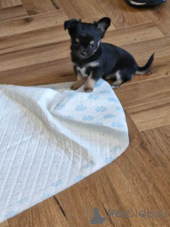 Фото №3. Щенок чихуахуа.  США