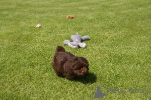 Фото №1. русская цветная болонка - купить в Шверценбах за договорная. Объявление №162990