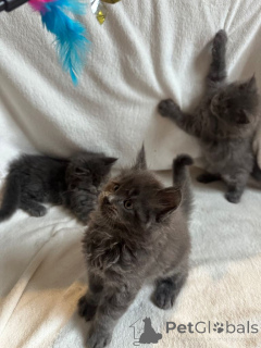 Фото №4. Продам мейн-куна в Вестлейк Деревня частное объявление - цена 62908₽