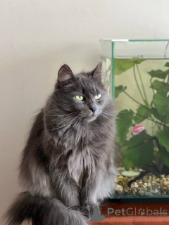 Фото №4. Продам  в Минске частное объявление - цена Бесплатно