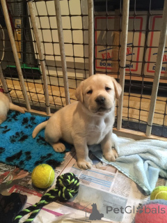 Фото №2 к объявлению №161288 о продаже золотистого ретривера, лабрадор-ретривера - купить в Германии заводчик