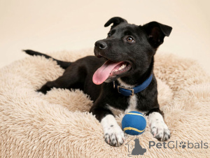 Фото №2 к объявлению №166395 о продаже беспородную - купить в России частное объявление