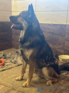 Фото №2 к объявлению №137221 о продаже беспородную - купить в России 