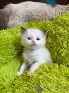 Фото №3. Чистокровные тряпичные котят. США